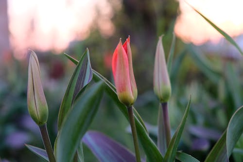 Free stock photo of dusk, flowers, spring Stock Photo