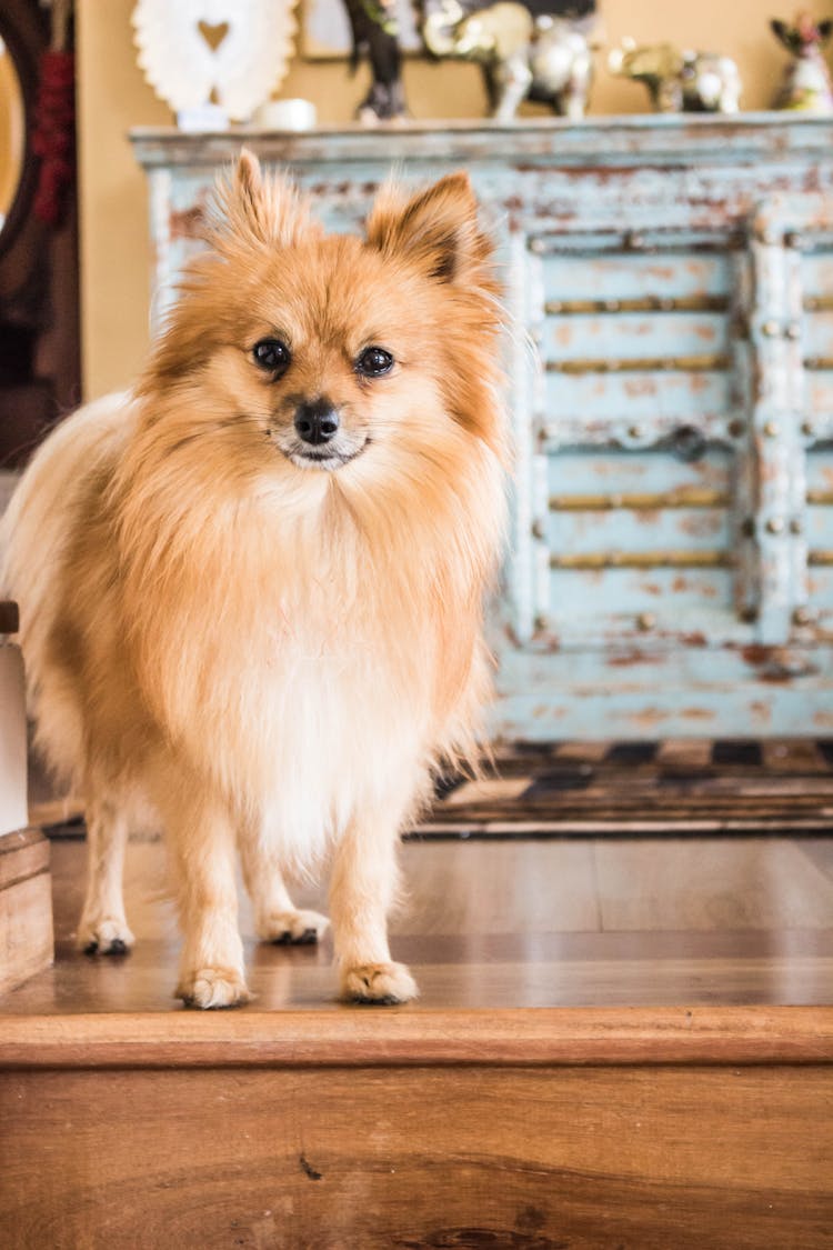 A Brown Pomeranian Standing