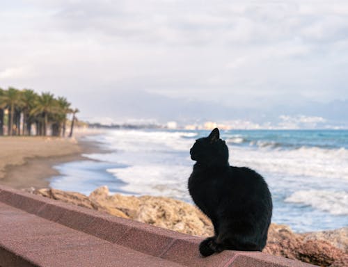 Free stock photo of animal, black, black cat