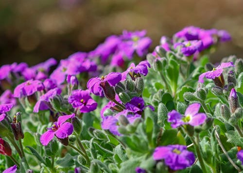 Free stock photo of flower, flowers, purple