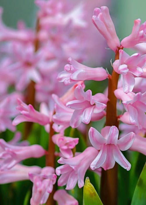 A Close-up Shot of Pink Hyacinths