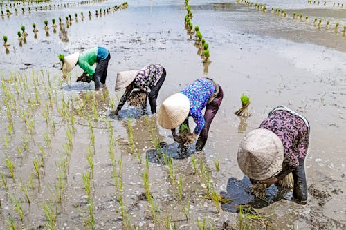 Immagine gratuita di bàn tay phụ nữ, buổi chiều, canh dong