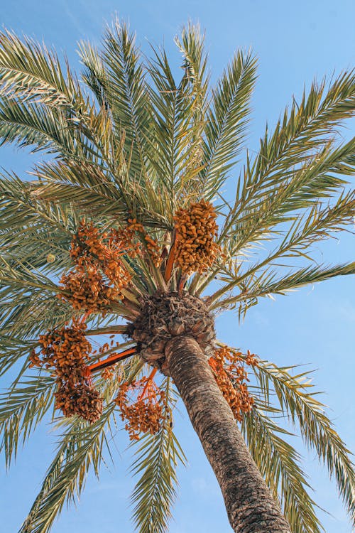 Low Angle View of Palm Tree