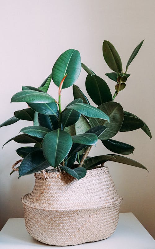 A Houseplant with Dark Green Leaves