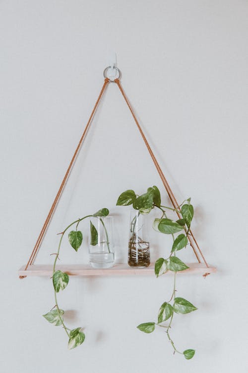 Houseplants Hanged on the Wall