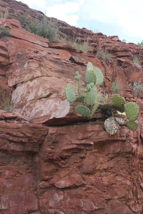 Free stock photo of cacti, cactus, prickly Stock Photo