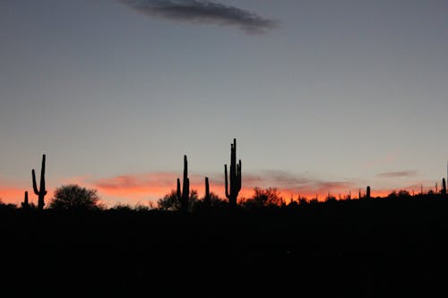 Základová fotografie zdarma na téma arizona, kaktus, kaktusy