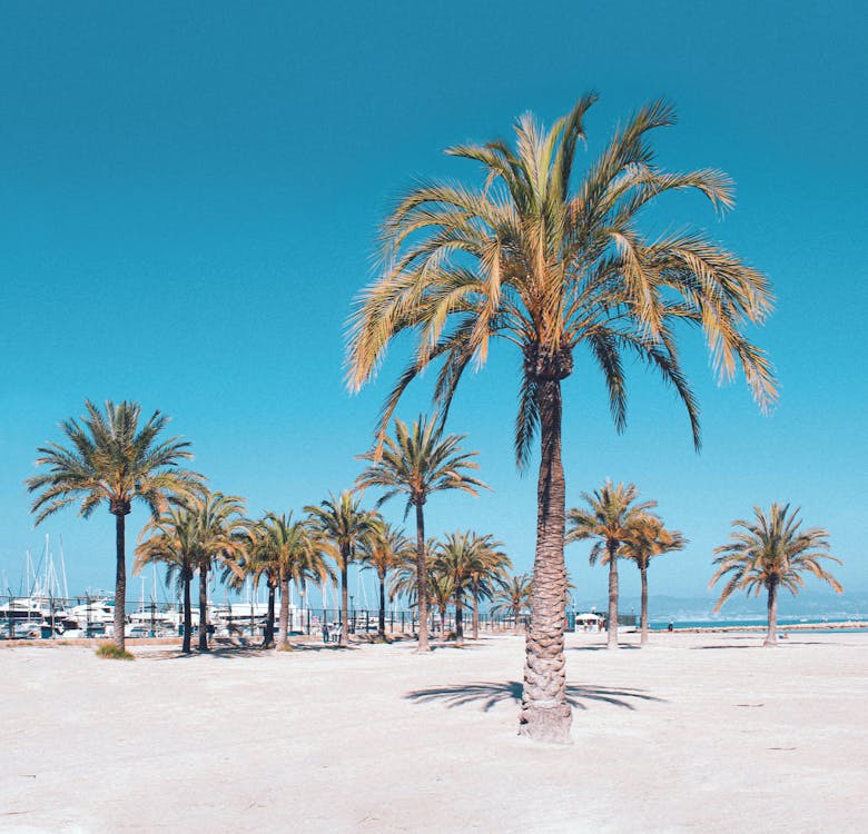 Palm Trees on Beach · Free Stock Photo