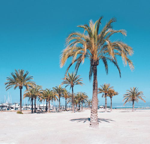 Foto profissional grátis de areia, areia da praia, árvore