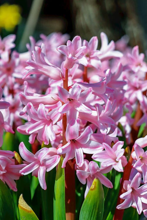 Close-Up Shot of a Pink Hyacinth Plant