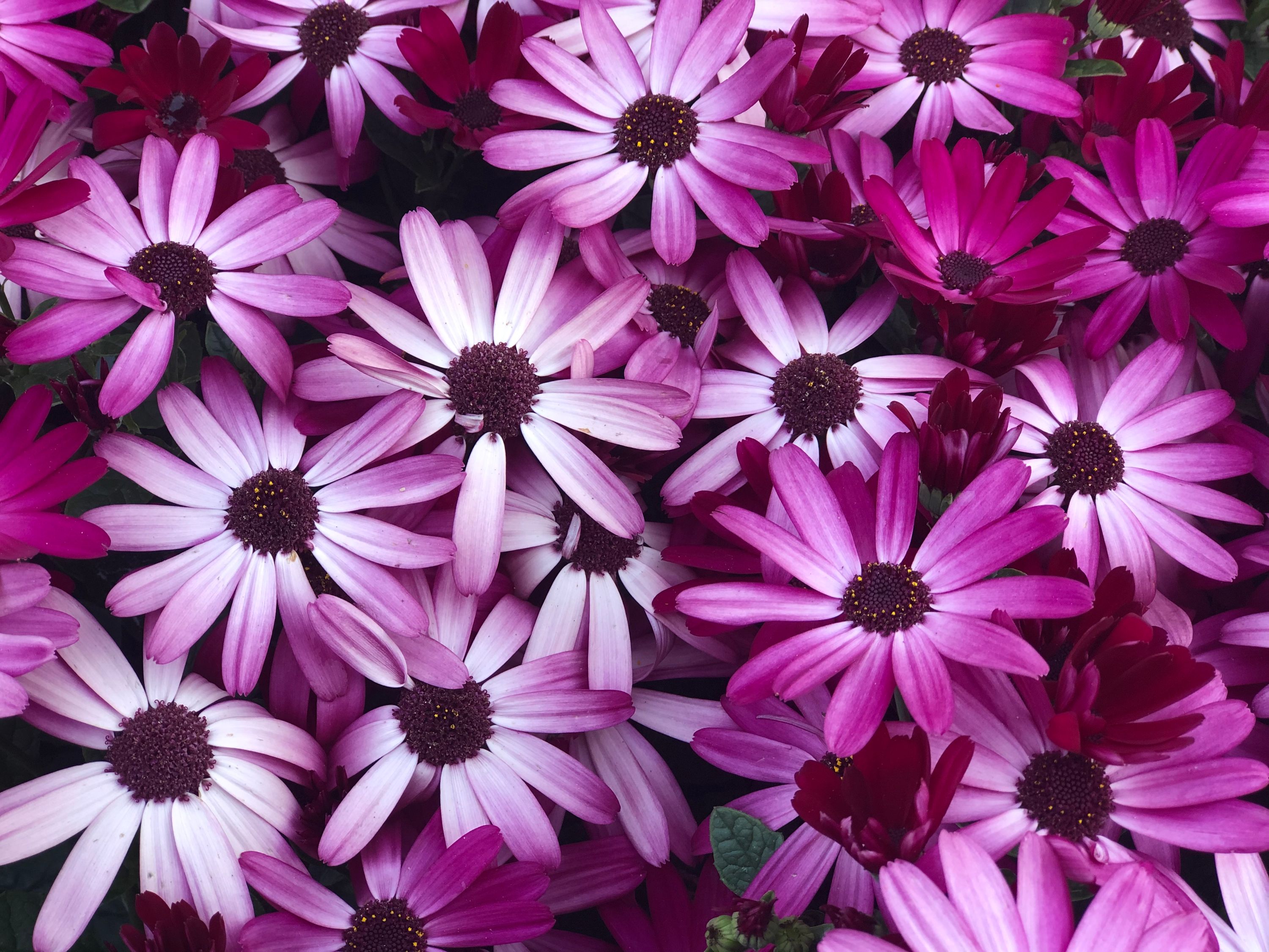 Blooming delicate flowers growing in garden · Free Stock Photo