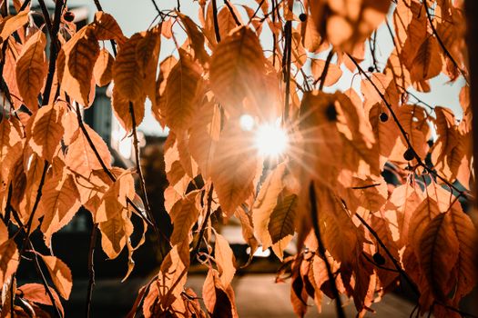 Close-up of autumn leaves backlit by sunlight creating a warm glow.