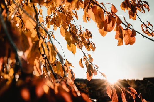 Capture of colorful autumn leaves with sunlight filtering through, showcasing fall's beauty.