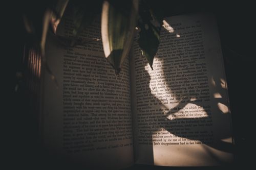 Free From above of opened book placed near plant in shadow in sunlight in summer day Stock Photo
