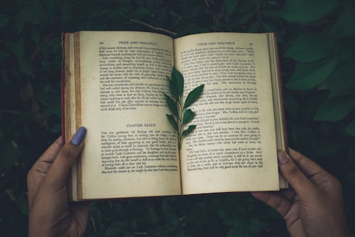 Free Crop lady with book in park Stock Photo