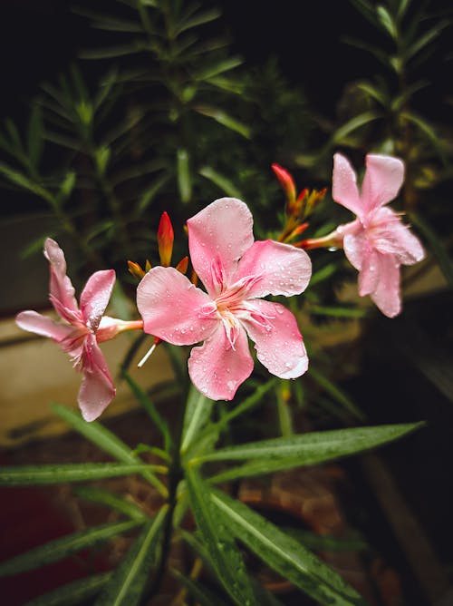 Immagine gratuita di ambiente, aroma, aromatico