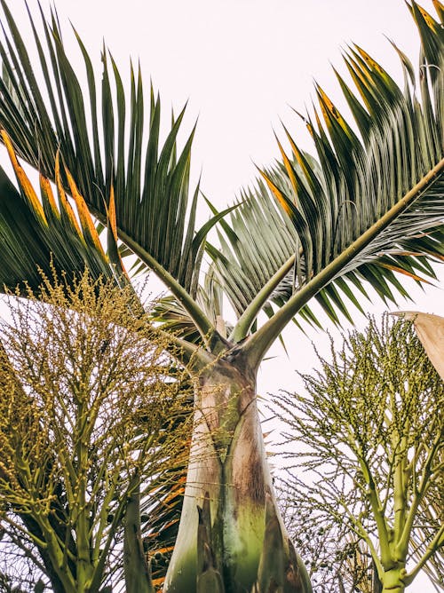 From below of Hyophorbe palm with large leaves and trunk in bottle shaped growing in tropical garden on daytime