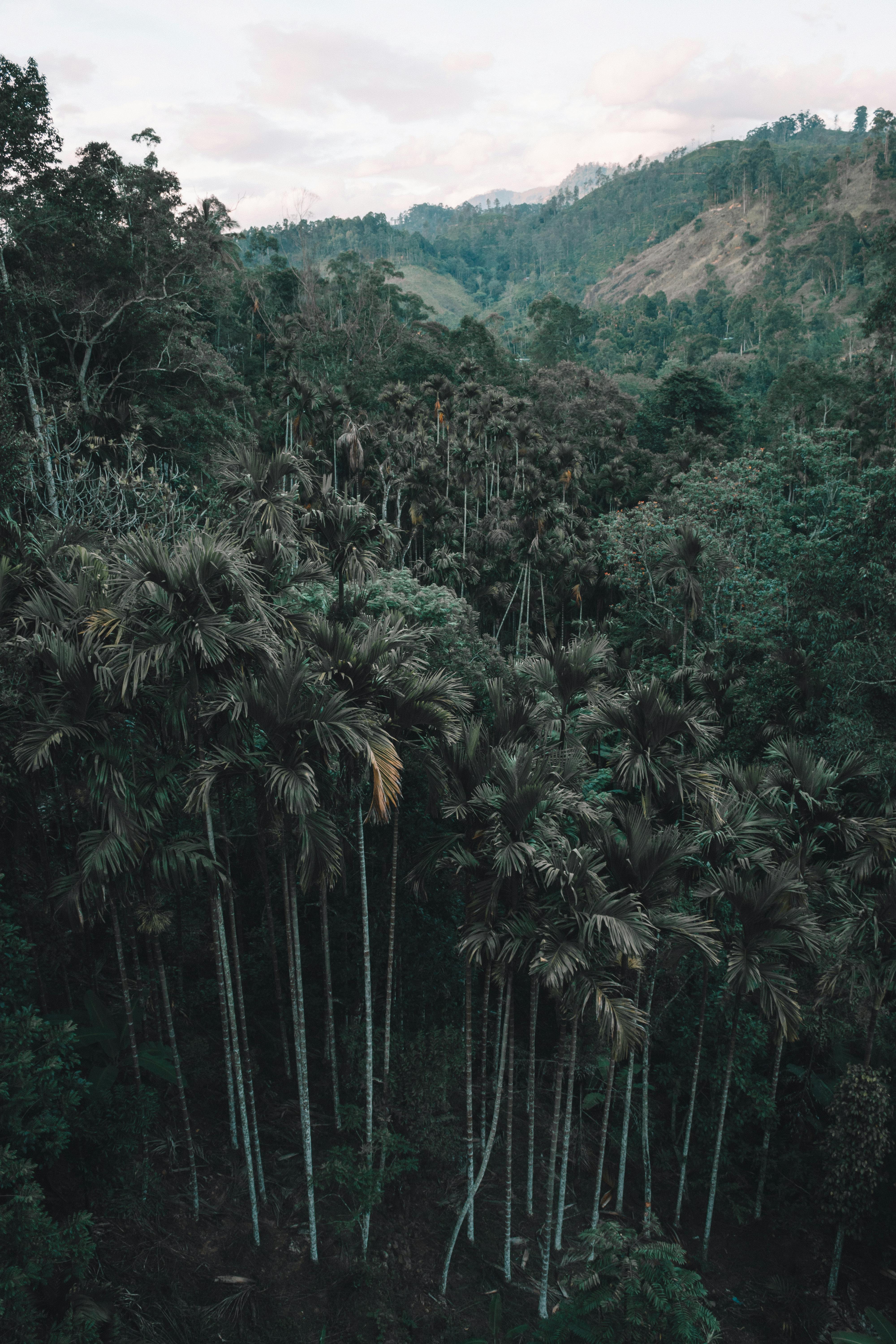 Nature Background Photos, Download The BEST Free Nature Background