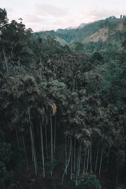 A serene aerial view of a lush tropical forest in Sri Lanka, showcasing tall trees and green vegetation.