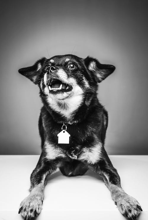Black and white adorable Miniature Pinscher in collar with house shaped pendant lying with opened mouth on floor and looking up