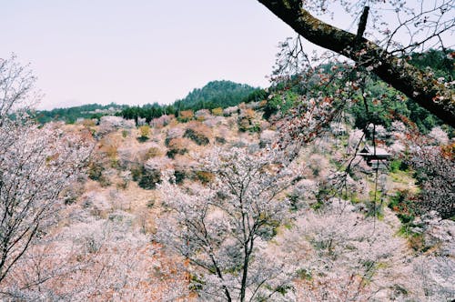 Picturesque scenery of blooming trees in garden located  in mountain terrain on spring day