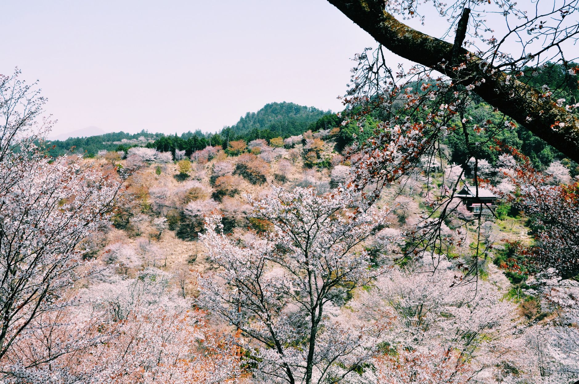 Picturesque scenery of blooming trees in garden located in mountain terrain on spring day