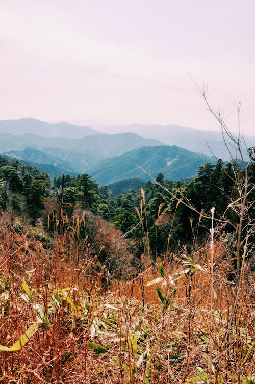 Dry grass and green forests on mountains