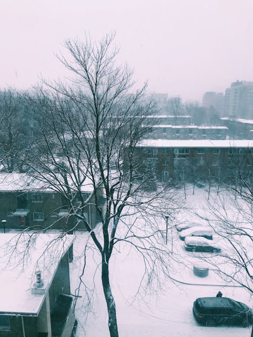 Free Snow Covered Trees and Buildings Stock Photo