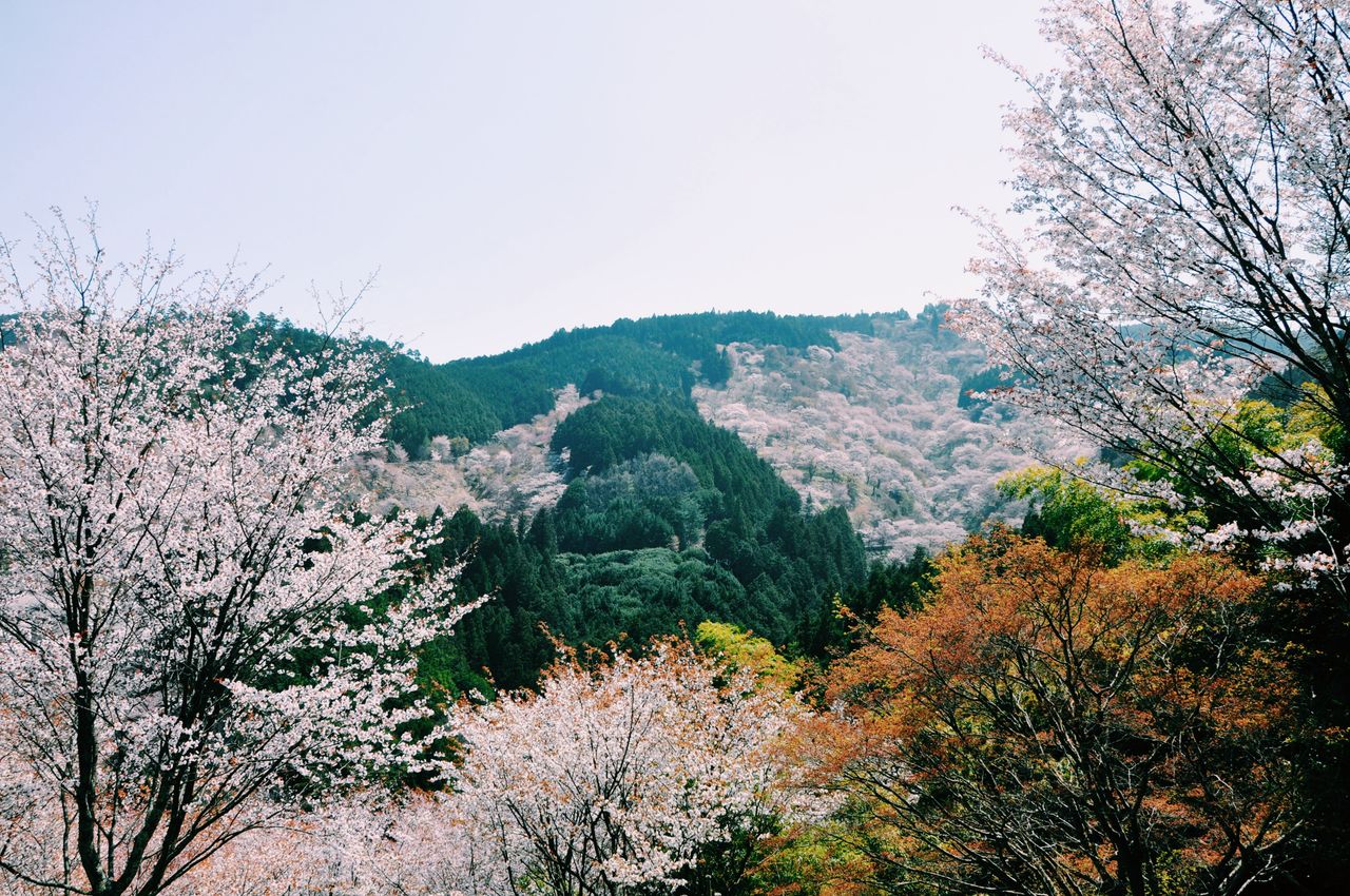 vibrant cherry blossoms bloom in a serene mountain landscape during sp
