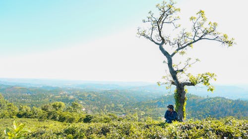 açık hava, adam, ağaç içeren Ücretsiz stok fotoğraf