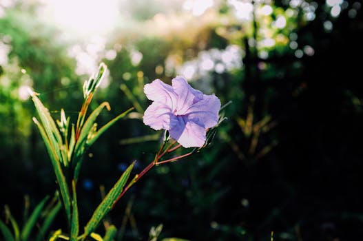 Close-up of a vibrant purple flower blooming under sunlight with blurred green background.