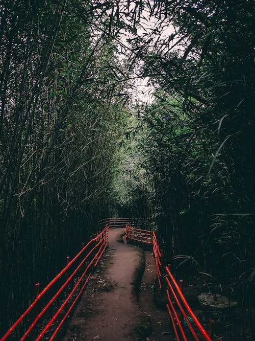 Red Metal Railing in the Woods