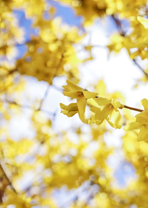 Close-Up Shot of Yellow Flowers