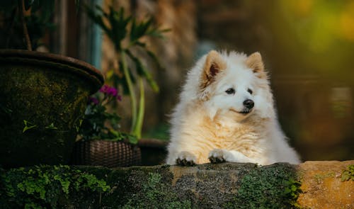 White Long Coat Small Dog Lying on Ground