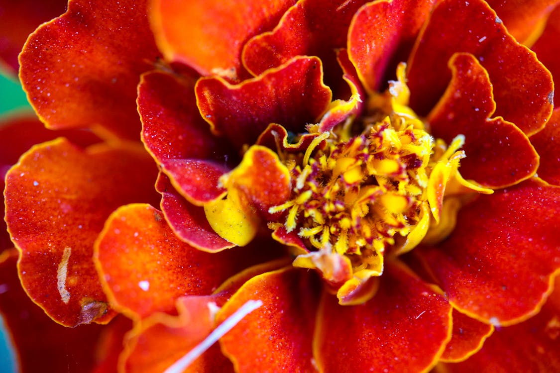 Red and Yellow Flower in Macro Photography