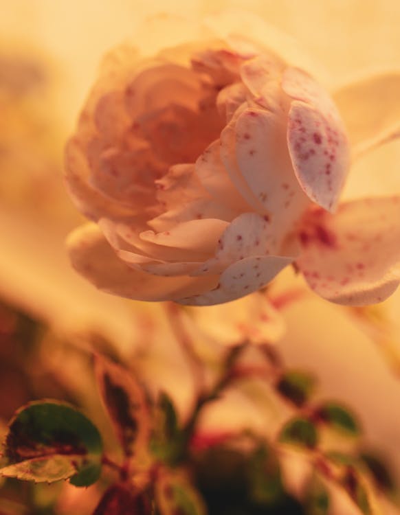 Free White and Pink Flower in Tilt Shift Lens Stock Photo