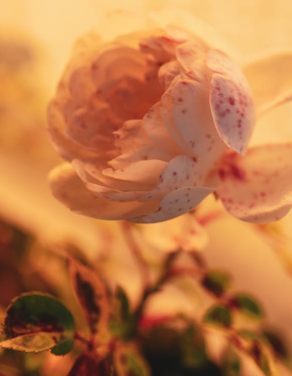 White and Pink Flower in Tilt Shift Lens