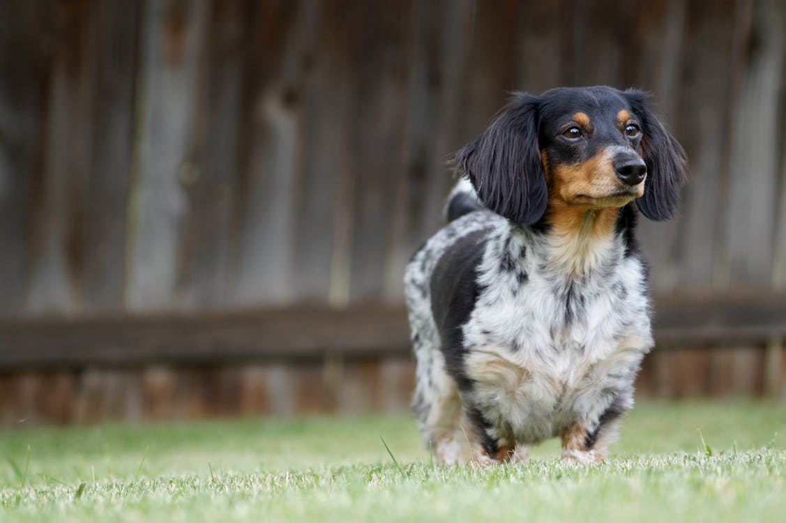 Free Black and White Short Coated Small Dog on Green Grass Stock Photo