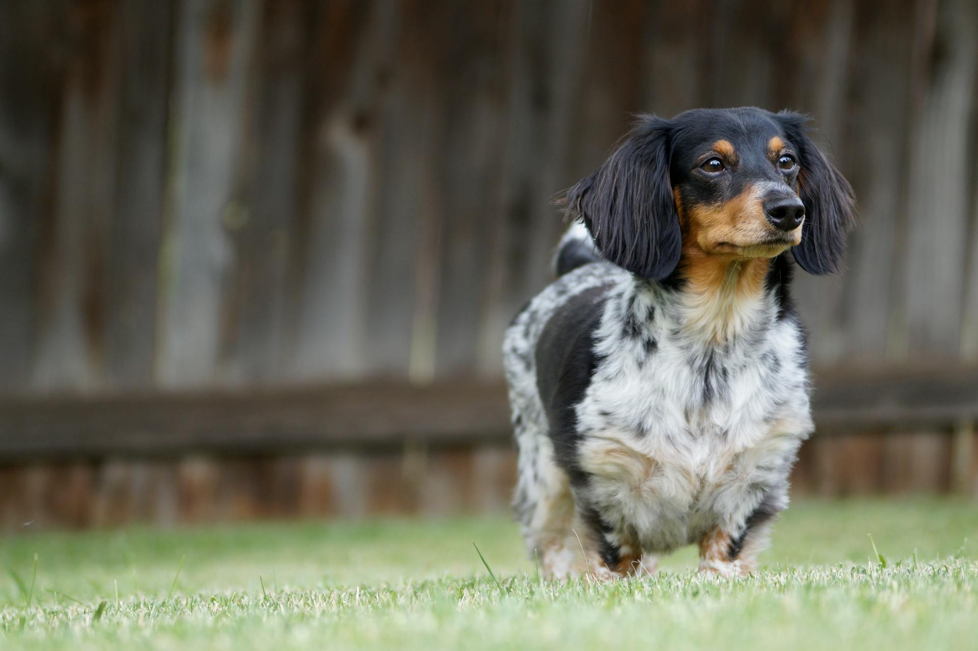 Zwarte en witte kortharige kleine hond op groen gras