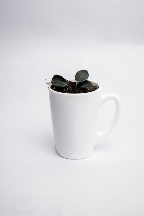 Green Plant in White Ceramic Mug