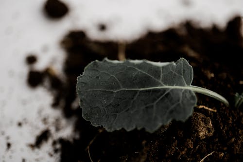 Free stock photo of flor, gris