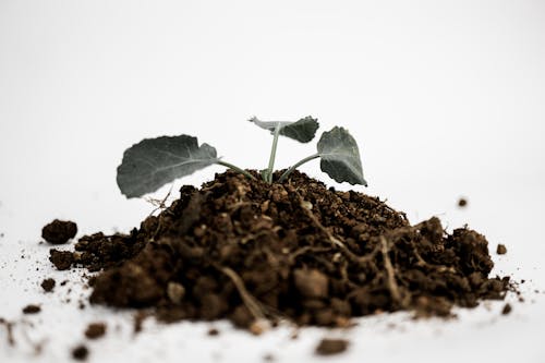 Beyaz arka plan, bitki, büyüme içeren Ücretsiz stok fotoğraf
