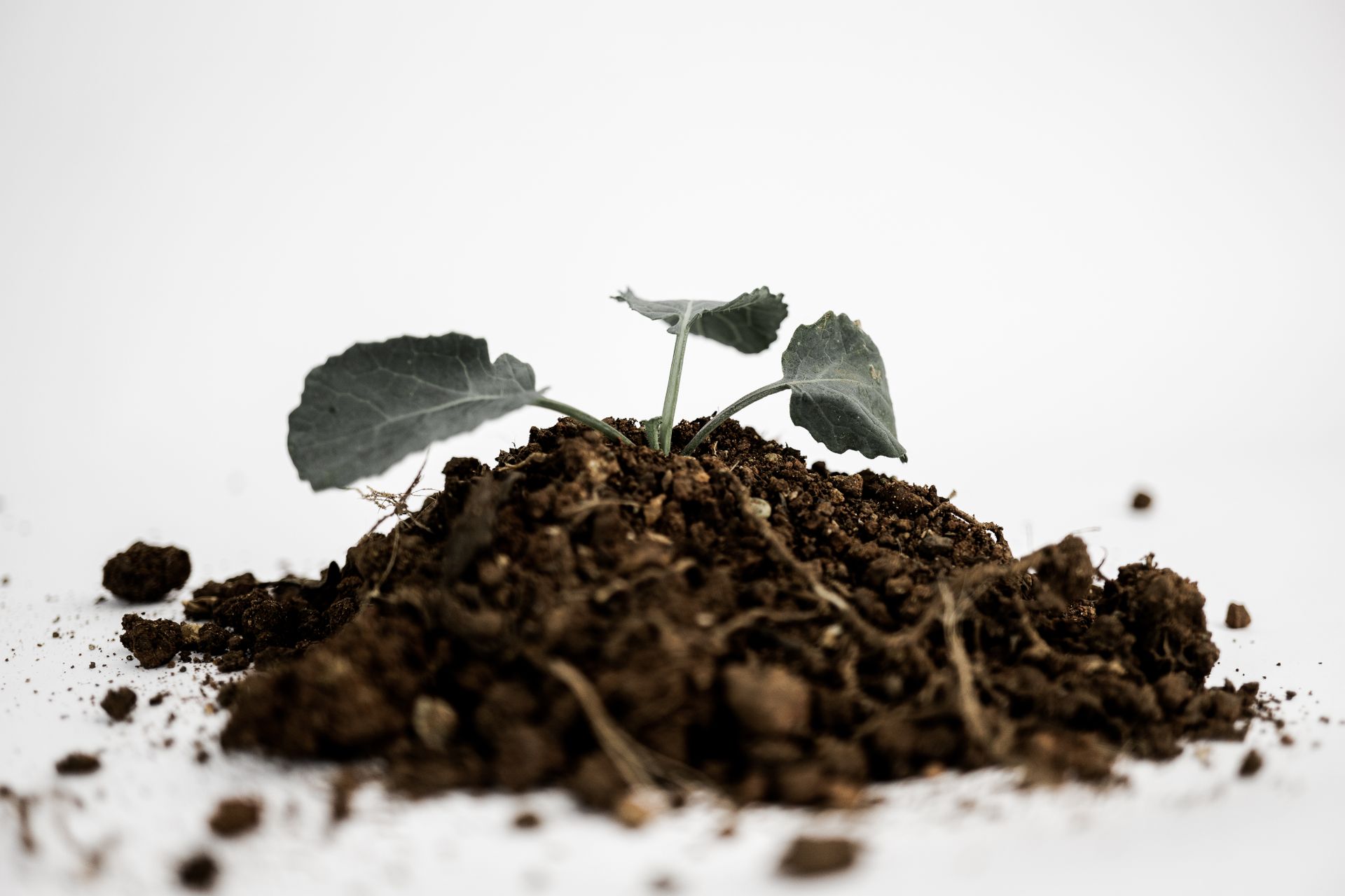 Green Leaf on Brown Soil