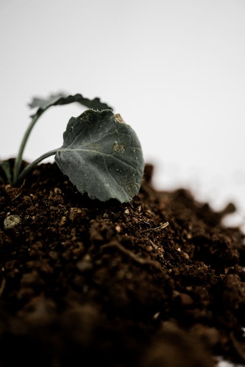 Free Green Leaf Plant on Brown Soil Stock Photo