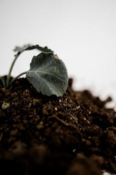 Detailed image of a sprout with green leaves emerging from rich soil on a white background.