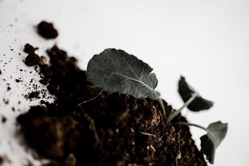 Free stock photo of flor, gris