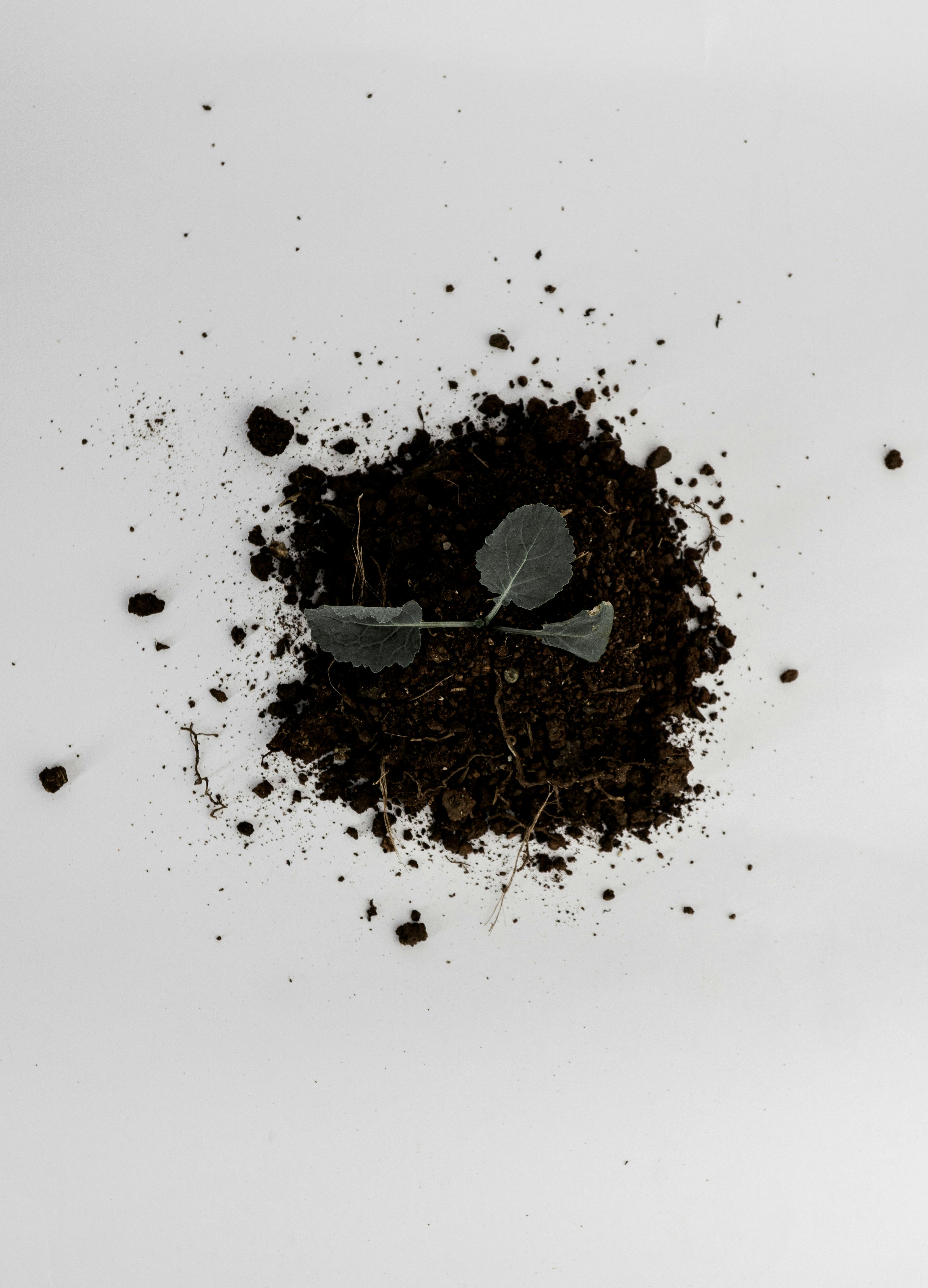 Gray Feather on Tree Stem · Free Stock Photo