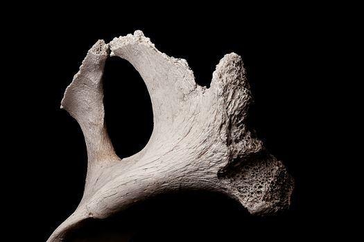 Exhibited fragment of textured porous bone piece in soft light on black backdrop