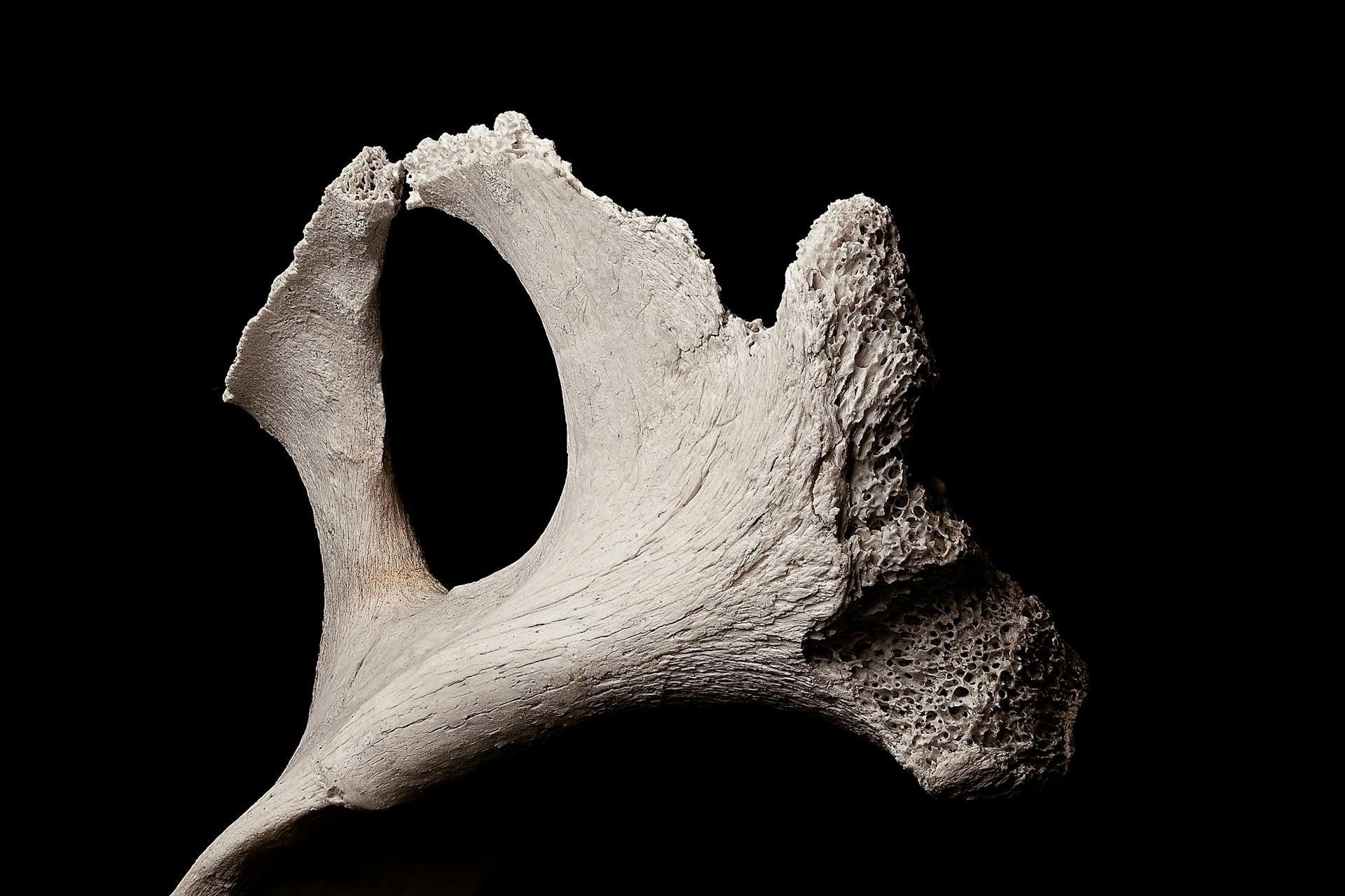 Exhibited fragment of textured porous bone piece in soft light on black backdrop