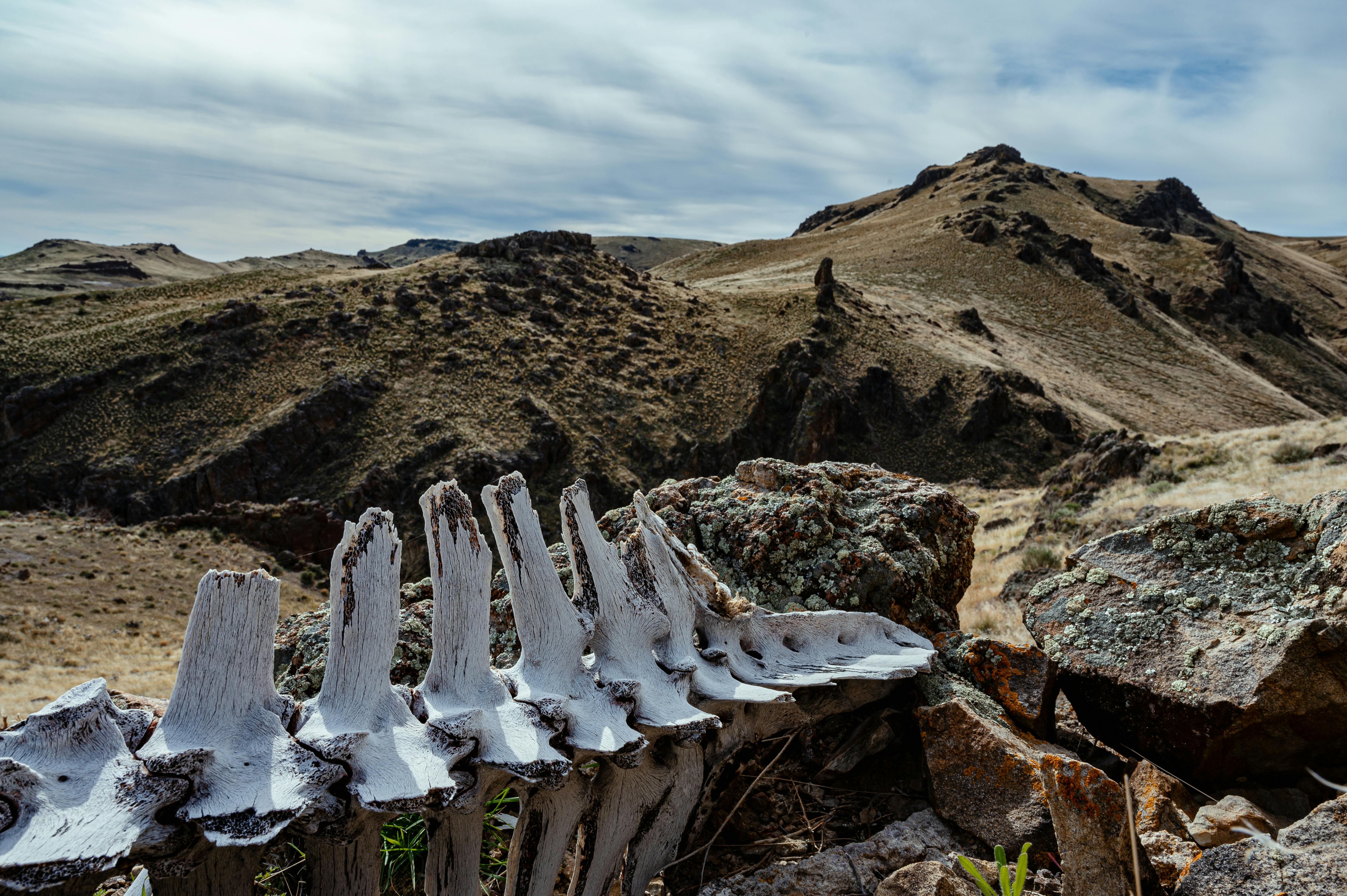 ancient animal spine skeleton in rocky terrain